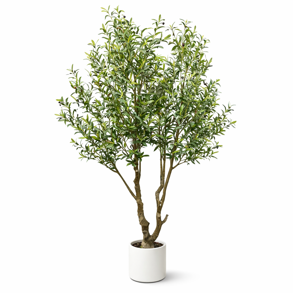 Olive Tree (240CM/7.87FT)